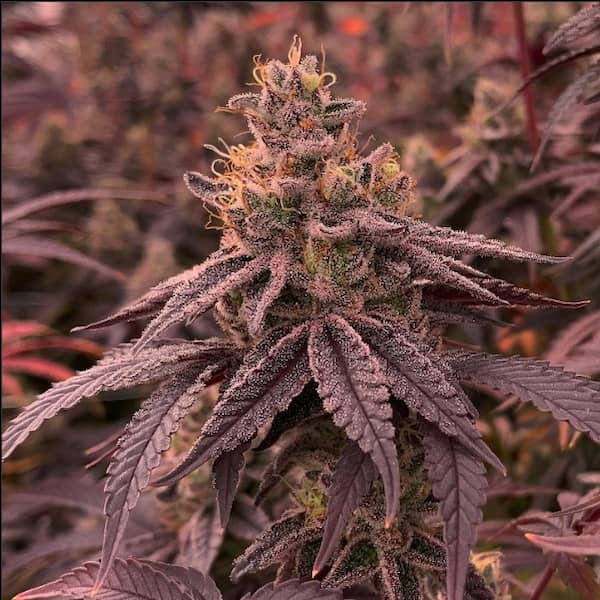 DullButter Seed > R-Kiem Seeds | Feminized Cannabis   |  Indica